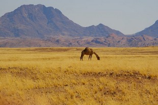 439 Namibia Okt 2006 .JPG